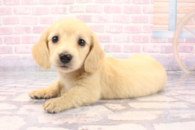 大阪府のミニチュアダックスフンド(ロング) (Coo&RIKU天王寺店/2025年9月16日生まれ/女の子/イエロー)の子犬の3枚目の画像