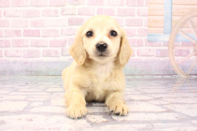 兵庫県のミニチュアダックスフンド(ロング) (Coo&RIKU神戸垂水店/2025年9月10日生まれ/男の子/イエロー)の子犬の1枚目の画像