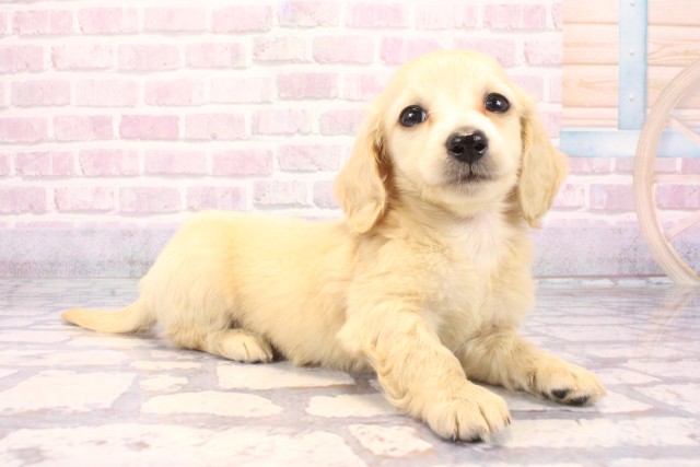 兵庫県のミニチュアダックスフンド(ロング) (Coo&RIKU神戸垂水店/2025年9月10日生まれ/男の子/イエロー)の子犬の2枚目の画像