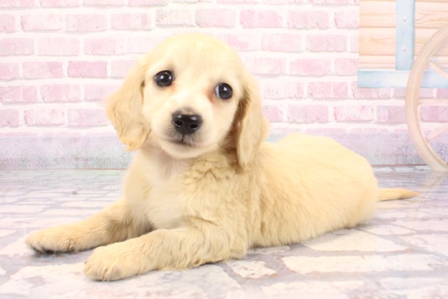 兵庫県のミニチュアダックスフンド(ロング) (Coo&RIKU神戸垂水店/2025年9月10日生まれ/男の子/イエロー)の子犬の3枚目の画像