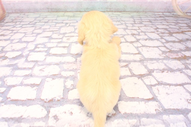 兵庫県のミニチュアダックスフンド(ロング) (Coo&RIKU神戸垂水店/2025年9月10日生まれ/男の子/イエロー)の子犬の4枚目の画像