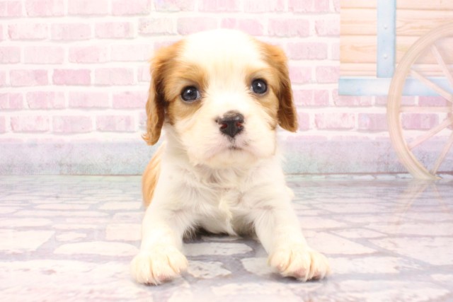 大阪府のキャバリアキングチャールズスパニエル (Coo&RIKU枚方店/2025年9月17日生まれ/男の子/ブレンハイム)の子犬の1枚目の画像