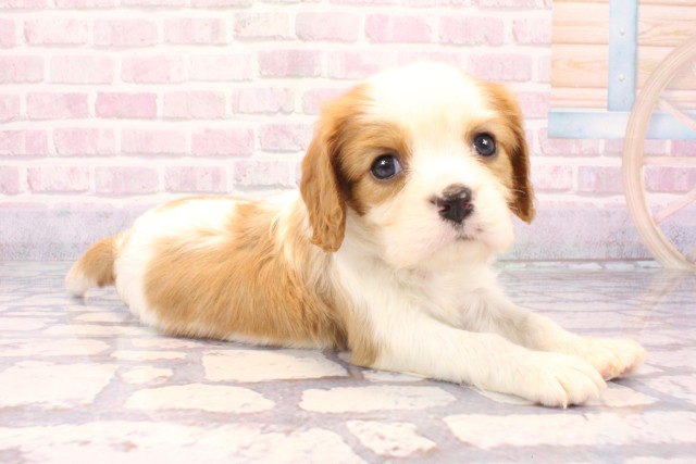 大阪府のキャバリアキングチャールズスパニエル (Coo&RIKU枚方店/2025年9月17日生まれ/男の子/ブレンハイム)の子犬の2枚目の画像