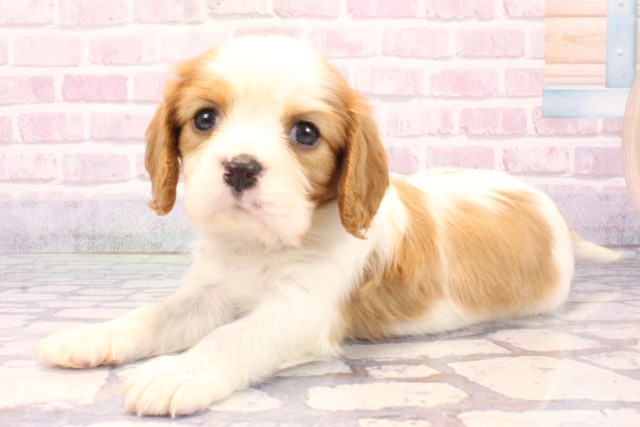 大阪府のキャバリアキングチャールズスパニエル (Coo&RIKU枚方店/2025年9月17日生まれ/男の子/ブレンハイム)の子犬の3枚目の画像