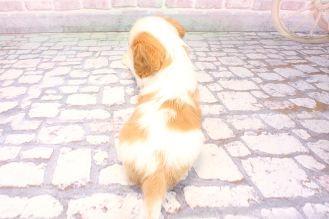 大阪府のキャバリアキングチャールズスパニエル (Coo&RIKU枚方店/2025年9月17日生まれ/男の子/ブレンハイム)の子犬の4枚目の画像