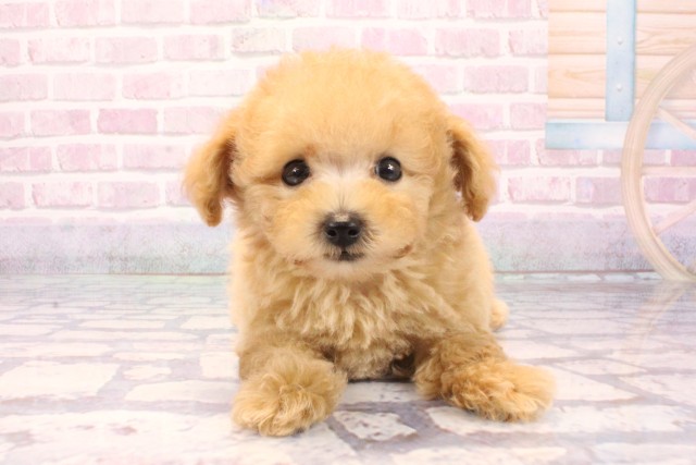 大阪府のトイプードル(トイ) (Coo&RIKU梅田店/2025年9月14日生まれ/男の子/オレンジフォーン)の子犬の1枚目の画像