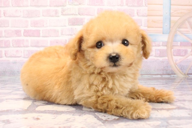 大阪府のトイプードル(トイ) (Coo&RIKU梅田店/2025年9月14日生まれ/男の子/オレンジフォーン)の子犬の2枚目の画像