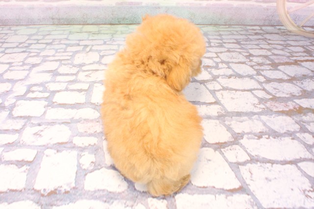 大阪府のトイプードル(トイ) (Coo&RIKU梅田店/2025年9月14日生まれ/男の子/オレンジフォーン)の子犬の4枚目の画像