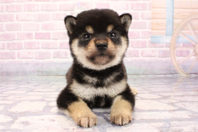 大阪府の柴犬(標準サイズ) (Coo&RIKU枚方店/2025年9月17日生まれ/女の子/黒)の子犬の1枚目の画像