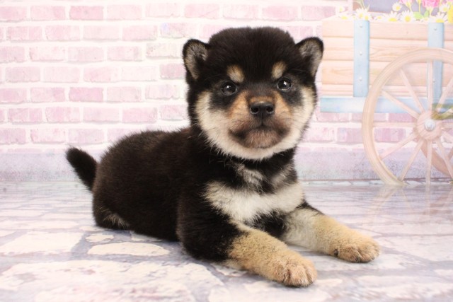 大阪府の柴犬(標準サイズ) (Coo&RIKU枚方店/2025年9月17日生まれ/女の子/黒)の子犬の2枚目の画像