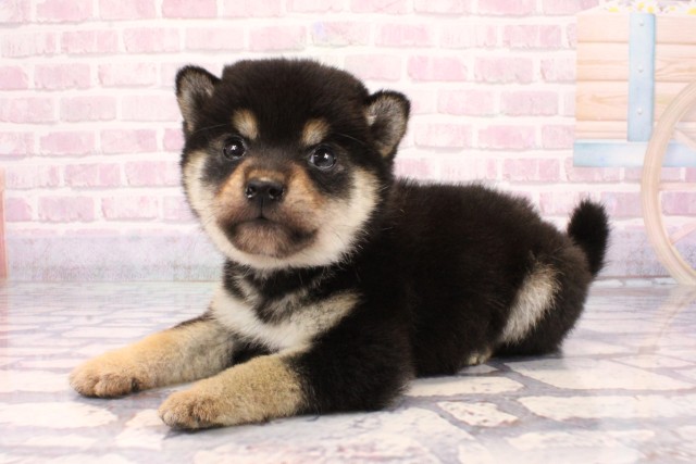 大阪府の柴犬(標準サイズ) (Coo&RIKU枚方店/2025年9月17日生まれ/女の子/黒)の子犬の3枚目の画像