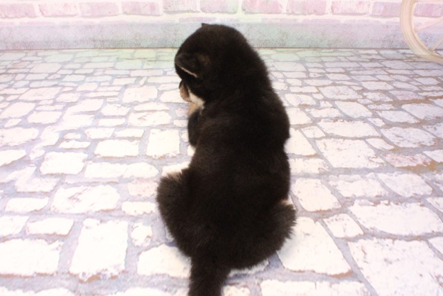 大阪府の柴犬(標準サイズ) (Coo&RIKU枚方店/2025年9月17日生まれ/女の子/黒)の子犬の4枚目の画像