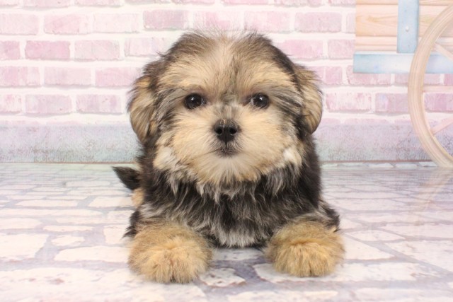 大阪府のマルキー/マルヨーキー(マルチーズ×ヨークシャーテリア) (Coo&RIKU枚方店/2025年9月15日生まれ/女の子/ブラッククリーム)の子犬の1枚目の画像