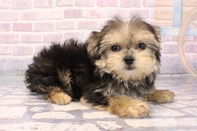 大阪府のマルキー/マルヨーキー(マルチーズ×ヨークシャーテリア) (Coo&RIKU枚方店/2025年9月15日生まれ/女の子/ブラッククリーム)の子犬の2枚目の画像