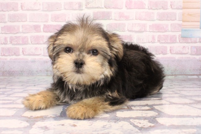 大阪府のマルキー/マルヨーキー(マルチーズ×ヨークシャーテリア) (Coo&RIKU枚方店/2025年9月15日生まれ/女の子/ブラッククリーム)の子犬の3枚目の画像