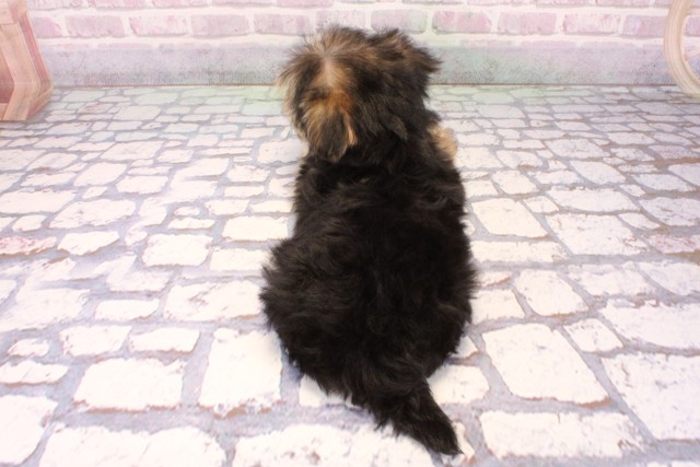 大阪府のマルキー/マルヨーキー(マルチーズ×ヨークシャーテリア) (Coo&RIKU枚方店/2025年9月15日生まれ/女の子/ブラッククリーム)の子犬の4枚目の画像