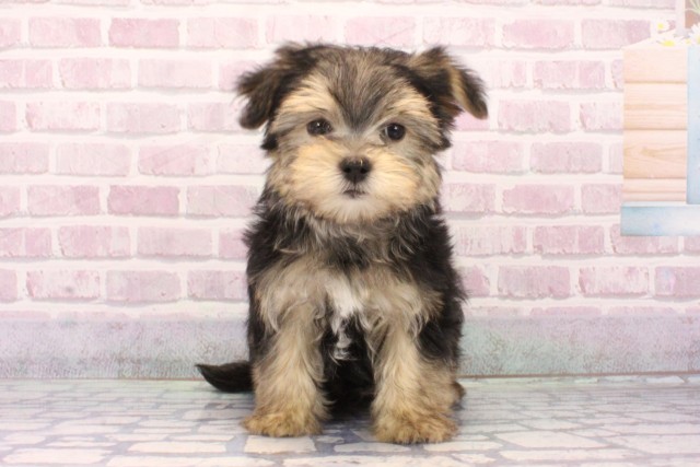 兵庫県のマルキー/マルヨーキー(マルチーズ×ヨークシャーテリア) (Coo&RIKU姫路店/2025年9月15日生まれ/男の子/ブラッククリーム)の子犬の1枚目の画像