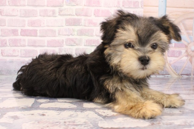 兵庫県のマルキー/マルヨーキー(マルチーズ×ヨークシャーテリア) (Coo&RIKU姫路店/2025年9月15日生まれ/男の子/ブラッククリーム)の子犬の2枚目の画像