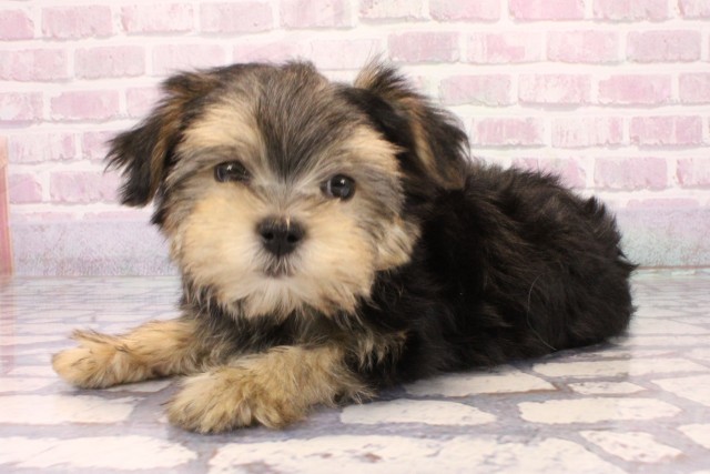 兵庫県のマルキー/マルヨーキー(マルチーズ×ヨークシャーテリア) (Coo&RIKU姫路店/2025年9月15日生まれ/男の子/ブラッククリーム)の子犬の3枚目の画像