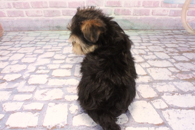 兵庫県のマルキー/マルヨーキー(マルチーズ×ヨークシャーテリア) (Coo&RIKU姫路店/2025年9月15日生まれ/男の子/ブラッククリーム)の子犬の4枚目の画像