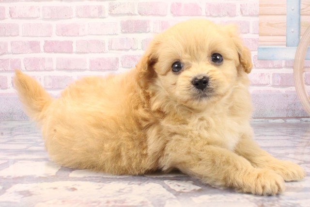 大阪府のポメプー(ポメラニアン×プードル) (Coo&RIKU阿倍野店/2025年9月18日生まれ/男の子/クリーム)の子犬の2枚目の画像