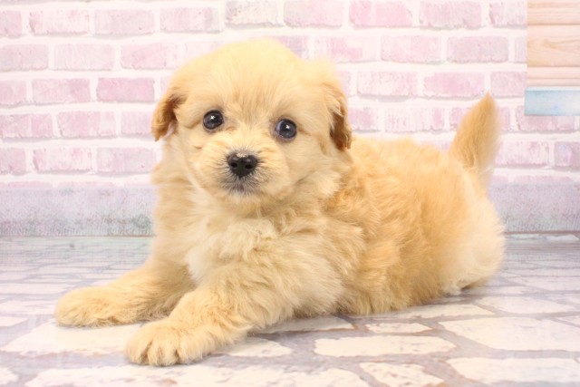 大阪府のポメプー(ポメラニアン×プードル) (Coo&RIKU阿倍野店/2025年9月18日生まれ/男の子/クリーム)の子犬の3枚目の画像