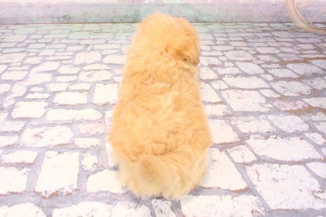 大阪府のポメプー(ポメラニアン×プードル) (Coo&RIKU阿倍野店/2025年9月18日生まれ/男の子/クリーム)の子犬の4枚目の画像