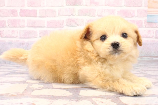 奈良県のポメプー(ポメラニアン×プードル) (Coo&RIKU奈良新庄店/2025年9月18日生まれ/男の子/クリーム)の子犬の2枚目の画像