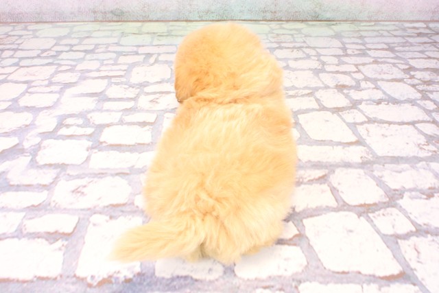 奈良県のポメプー(ポメラニアン×プードル) (Coo&RIKU奈良新庄店/2025年9月18日生まれ/男の子/クリーム)の子犬の4枚目の画像