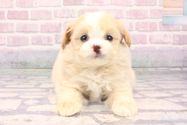 大阪府のポメプー(ポメラニアン×プードル) (Coo&RIKU心斎橋店/2025年9月18日生まれ/男の子/クリームホワイト)の子犬の1枚目の画像