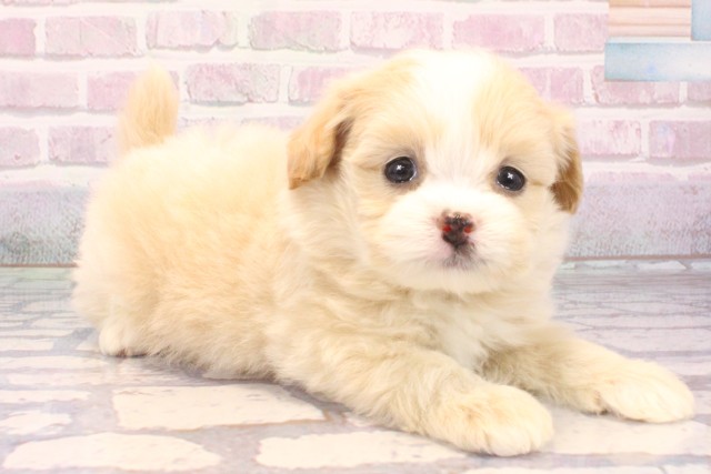 大阪府のポメプー(ポメラニアン×プードル) (Coo&RIKU心斎橋店/2025年9月18日生まれ/男の子/クリームホワイト)の子犬の2枚目の画像