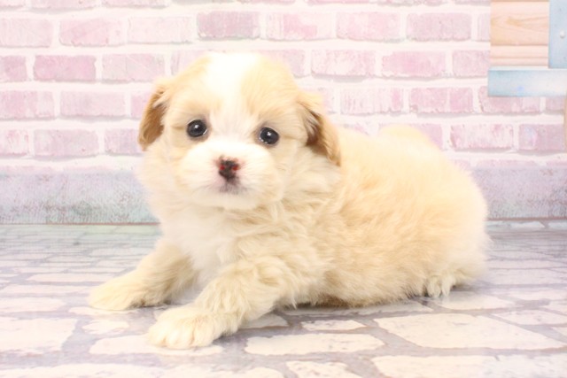 大阪府のポメプー(ポメラニアン×プードル) (Coo&RIKU心斎橋店/2025年9月18日生まれ/男の子/クリームホワイト)の子犬の3枚目の画像