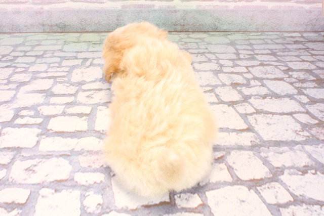 大阪府のポメプー(ポメラニアン×プードル) (Coo&RIKU心斎橋店/2025年9月18日生まれ/男の子/クリームホワイト)の子犬の4枚目の画像