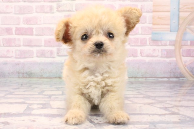 兵庫県のチワプー/プーチー(チワワ×プードル) (Coo&RIKU三木店/2025年9月13日生まれ/女の子/クリーム)の子犬