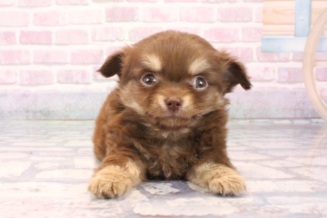 兵庫県のチワワ(ロング) (Coo&RIKU尼崎店/2025年9月15日生まれ/男の子/チョコレートクリーム)の子犬の1枚目の画像