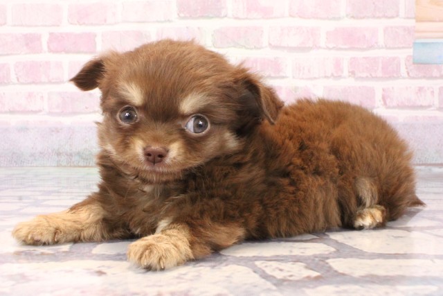 兵庫県のチワワ(ロング) (Coo&RIKU尼崎店/2025年9月15日生まれ/男の子/チョコレートクリーム)の子犬の3枚目の画像