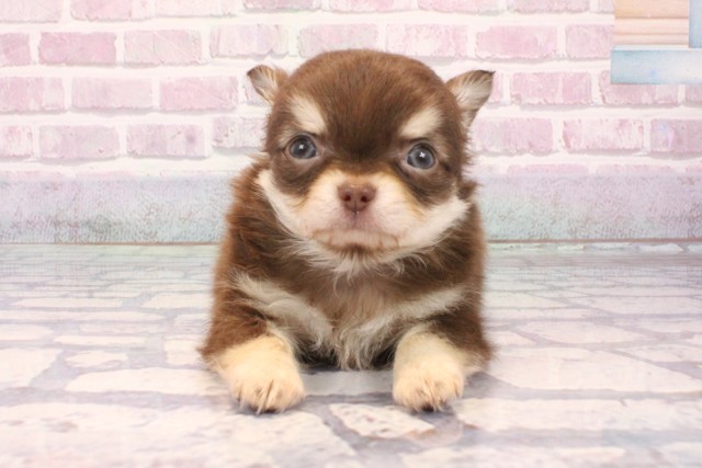 大阪府のチワワ(ロング) (Coo&RIKU心斎橋店/2025年9月18日生まれ/男の子/チョコレートクリーム)の子犬の1枚目の画像