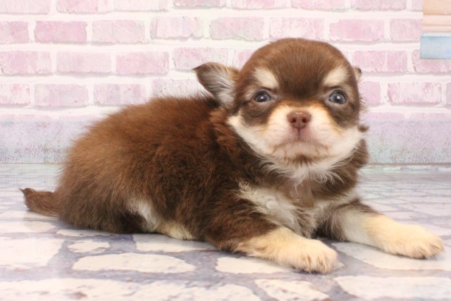 大阪府のチワワ(ロング) (Coo&RIKU心斎橋店/2025年9月18日生まれ/男の子/チョコレートクリーム)の子犬の2枚目の画像