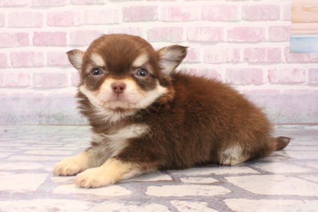 大阪府のチワワ(ロング) (Coo&RIKU心斎橋店/2025年9月18日生まれ/男の子/チョコレートクリーム)の子犬の3枚目の画像