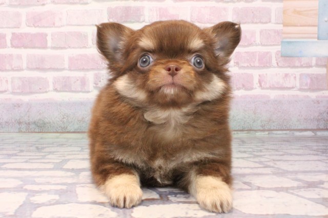 大阪府のチワワ(ロング) (Coo&RIKU茶屋町店/2025年9月18日生まれ/男の子/チョコレートクリーム)の子犬の1枚目の画像