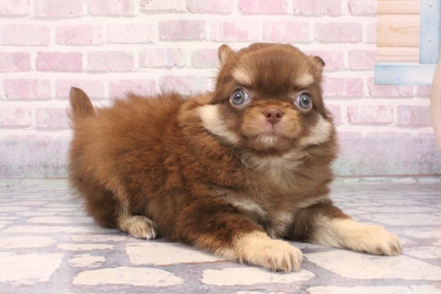 大阪府のチワワ(ロング) (Coo&RIKU茶屋町店/2025年9月18日生まれ/男の子/チョコレートクリーム)の子犬の2枚目の画像