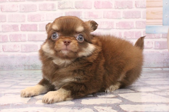 大阪府のチワワ(ロング) (Coo&RIKU茶屋町店/2025年9月18日生まれ/男の子/チョコレートクリーム)の子犬の3枚目の画像