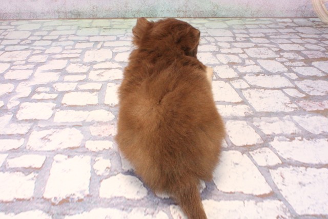 大阪府のチワワ(ロング) (Coo&RIKU茶屋町店/2025年9月18日生まれ/男の子/チョコレートクリーム)の子犬の4枚目の画像