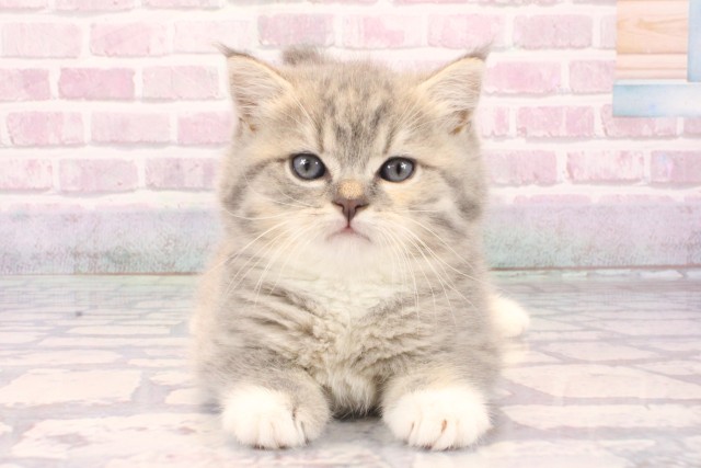 スコティッシュフォールド(立ち耳)