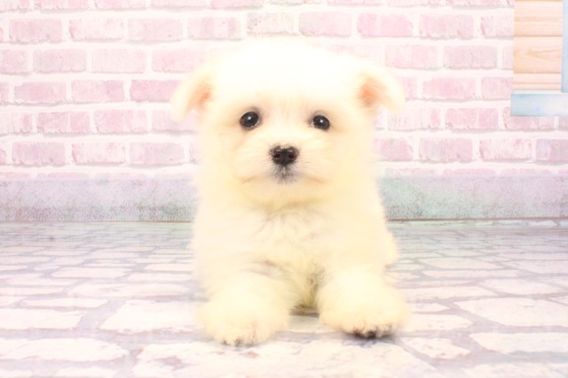 兵庫県のポメマル/マルポメ(ポメラニアン×マルチーズ) (Coo&RIKU三木店/2025年9月17日生まれ/女の子/ホワイト)の子犬