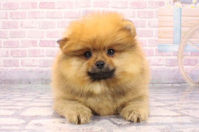 兵庫県のポメラニアン (Coo&RIKU三木店/2025年9月16日生まれ/男の子/オレンジ)の子犬の1枚目の画像