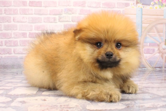 兵庫県のポメラニアン (Coo&RIKU三木店/2025年9月16日生まれ/男の子/オレンジ)の子犬の2枚目の画像