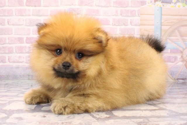 兵庫県のポメラニアン (Coo&RIKU三木店/2025年9月16日生まれ/男の子/オレンジ)の子犬の3枚目の画像