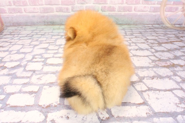 兵庫県のポメラニアン (Coo&RIKU三木店/2025年9月16日生まれ/男の子/オレンジ)の子犬の4枚目の画像