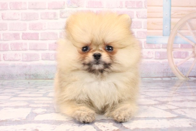 滋賀県のポメラニアン (Coo&RIKU長浜店/2025年9月17日生まれ/男の子/ウルフセーブル)の子犬の1枚目の画像